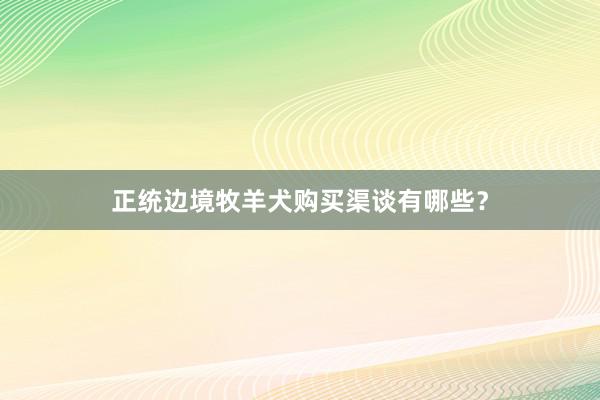 正统边境牧羊犬购买渠谈有哪些？